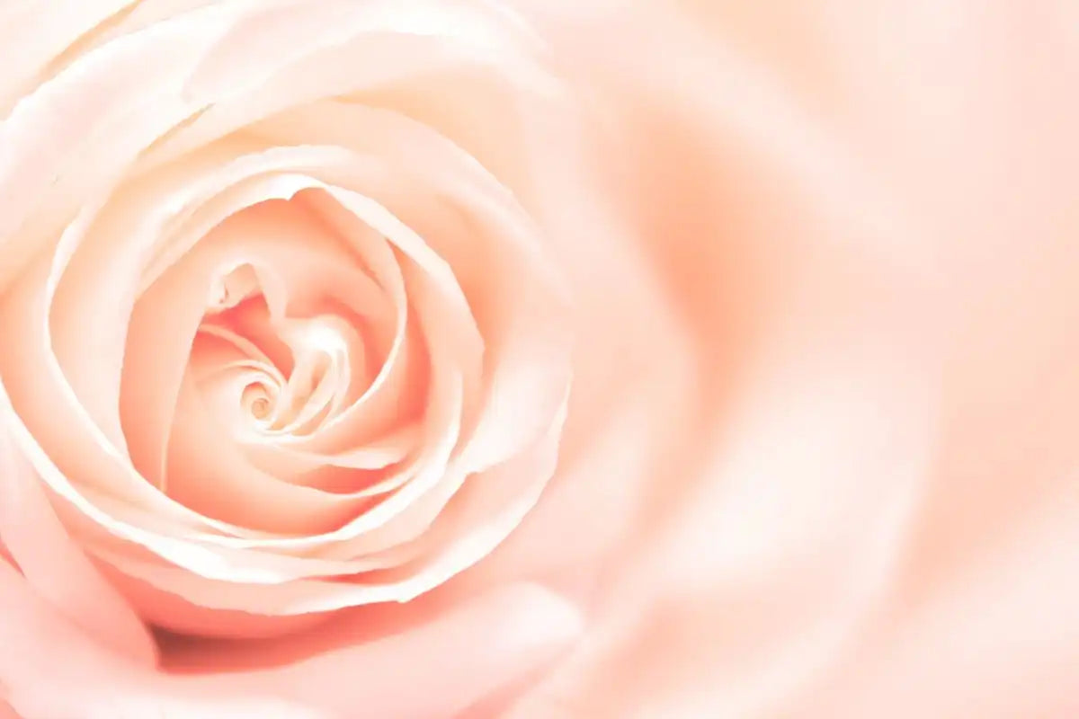 Rose lys pink - artikel om Rosacea - Set på gladhud