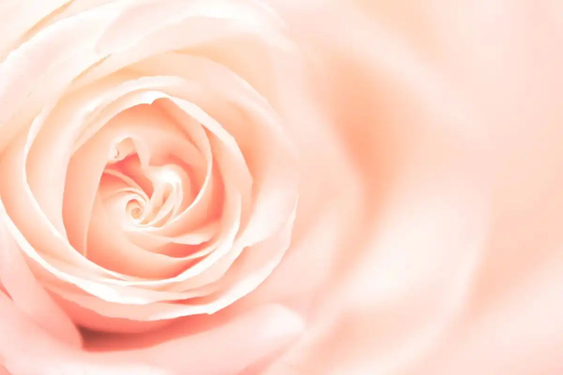 Rose lys pink - artikel om Rosacea - Set på gladhud